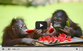 Animals enjoyin’ watermelon.