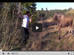 Moose vs. man. . .