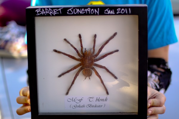 The 2011 Trophy, Barrett Junction. Photo: Bandy